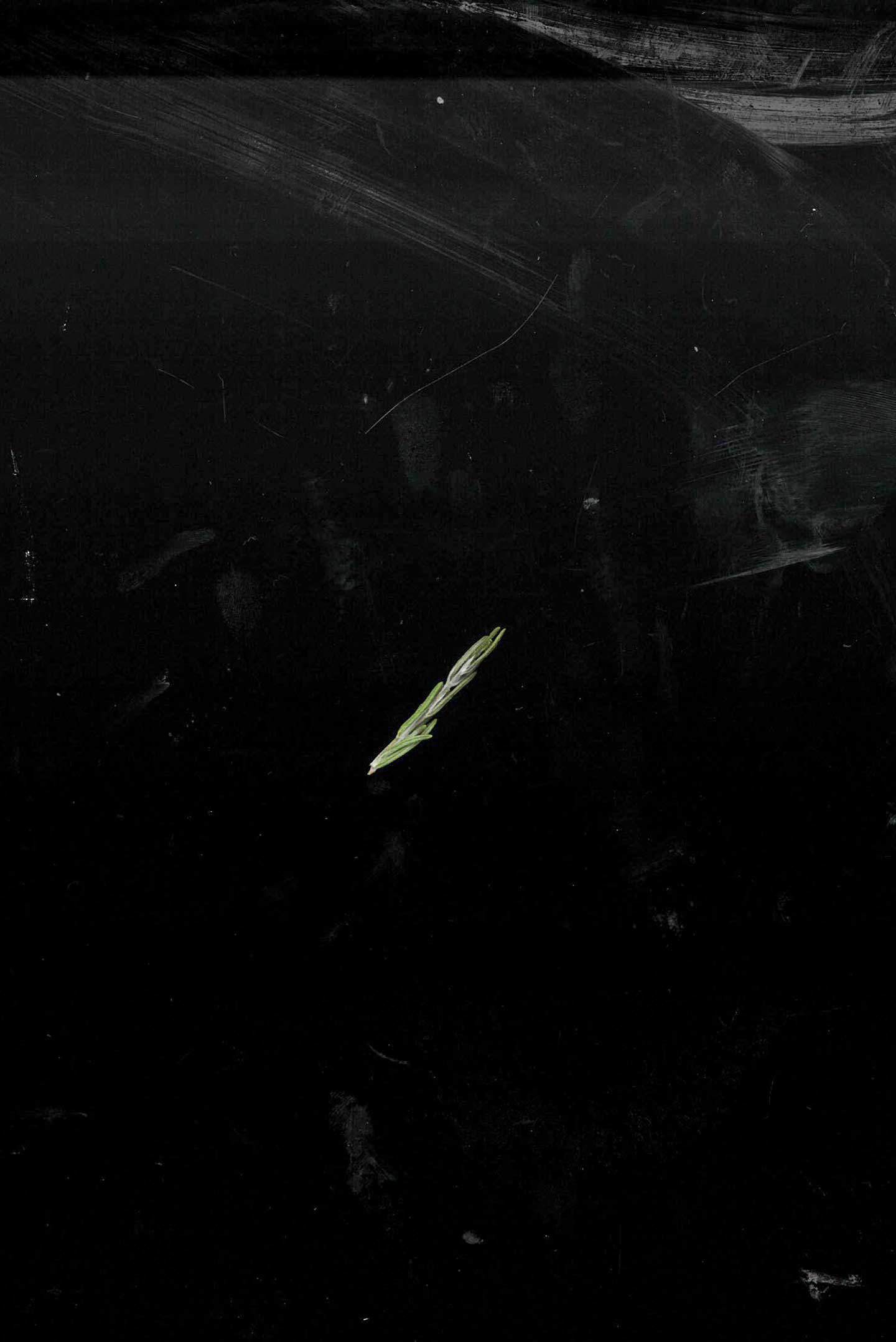 scan of a rosemary twig