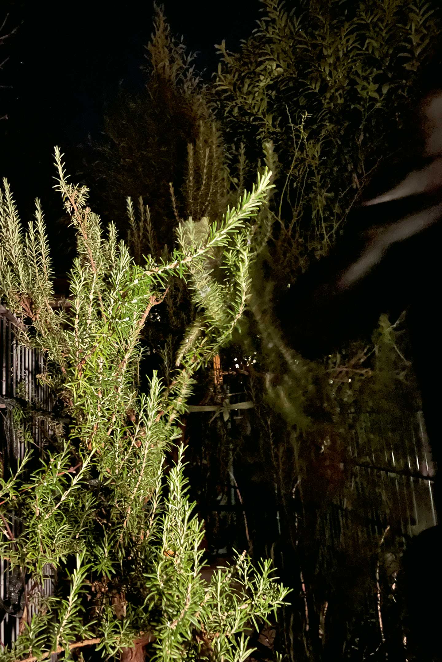 scan of a rosemary twig